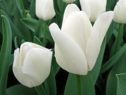 Keukenhof (18)